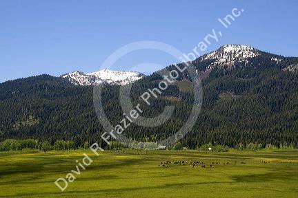 Cattle graze in a valley below Snowbank Mountain in Valley County, Idaho.