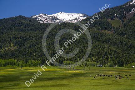 Cattle graze in a valley below Snowbank Mountain in Valley County, Idaho.