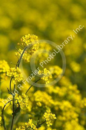 Yellow flowering rapeseed also known as canola in Canyon County, Idaho.