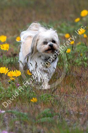 Shih Tzu Poodle mix dog running through a field of wildflowers near Boise, Idaho.