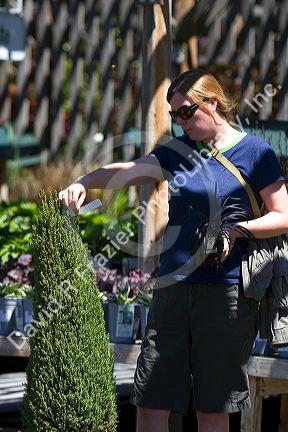 Woman reading the tag on a juniper tree at a nursery in Nampa, Idaho. MR