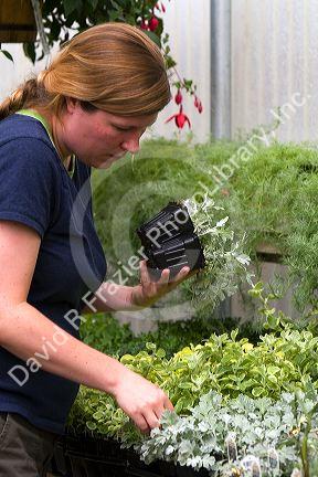 Woman shopping for plants in the greenhouse of a nursery in Nampa, Idaho. MR