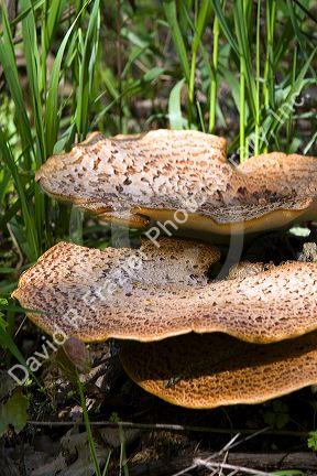 Dryad's Saddle wild fungi growing on the forest floor in Eaton County, Michigan.