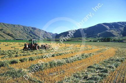 Oat hay harvest in Gardena, Idaho.