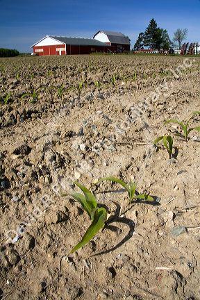 Corn seedling on a farm in Gratiot County, Michigan.