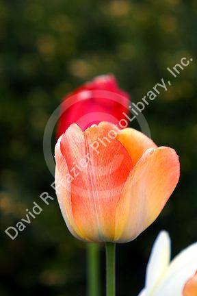 Tulip flowers.