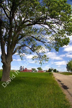 Farm surrounded by green unripe wheat at St. Louis, Michigan.
