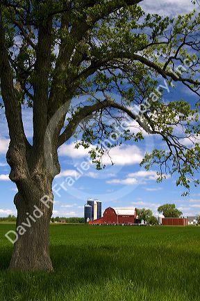 Farm surrounded by green unripe wheat at St. Louis, Michigan.
