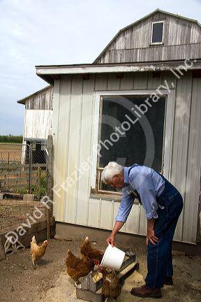Farmer feeding his chickens on a farm in Lenawee County, Michigan. MR