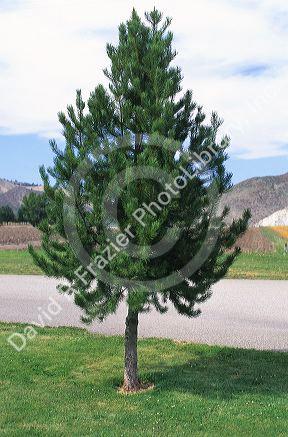 A ten year old lodgepole pine.