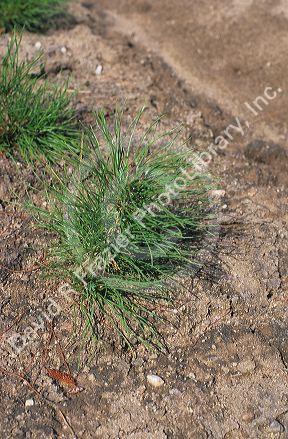 A year old lodgepole pine tree.