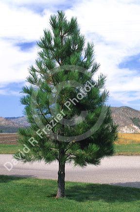 A ten year old ponderosa pine tree.