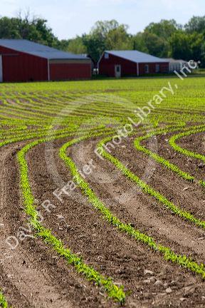 Rows of seedling corn plants on a farm in Montcalm County, Michigan.