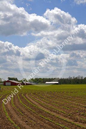 Rows of seedling corn plants on a farm in Montcalm County, Michigan.