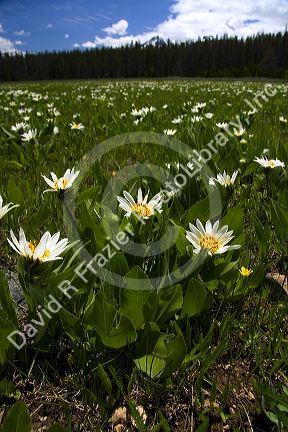 White Rayed Mules Ear wildflower in the Sawtooth Valley near Stanley, Idaho.