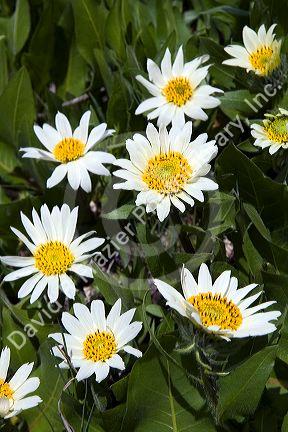 White Rayed Mules Ear wildflower growing in the Sawtooth Valley near Stanley, Idaho.