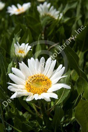 White Rayed Mules Ear wildflower growing in the Sawtooth Valley near Stanley, Idaho.