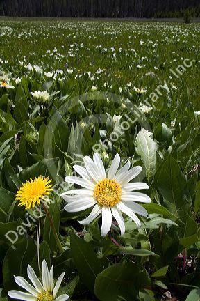 White Rayed Mules Ear wildflower growing in the Sawtooth Valley near Stanley, Idaho.
