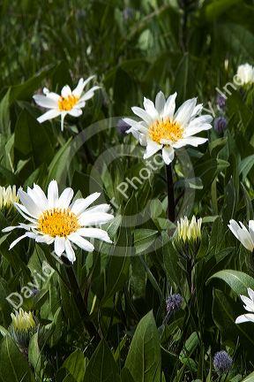 White Rayed Mules Ear wildflower growing in the Sawtooth Valley near Stanley, Idaho.