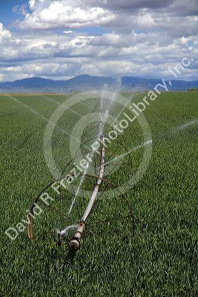 Sprinkler irrigation in a wheat field in Canyon County, Idaho.