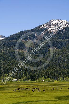 Cattle graze in a valley below Snowbank Mountain in Valley County, Idaho.