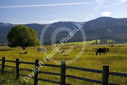 Horse graze in a pasture near New Meadows, Idaho.