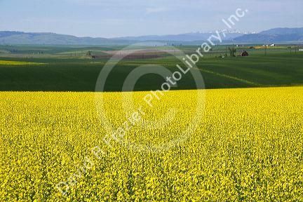 Crop of Rapeseed also known as Canola in Grangeville, Idaho.