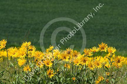 Sunflower Mule's Ear wildflower in Grangeville, Idaho.