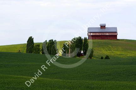 Fields of green wheat and red barn atop a hill near Nezperce, Idaho.