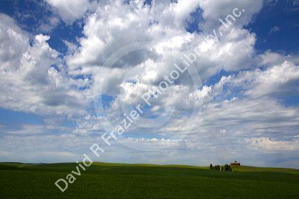 Fields of green wheat near Nezperce, Idaho.