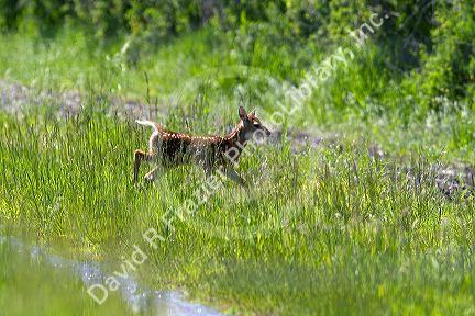 White tail deer fawn near Seeley Lake, Montana.