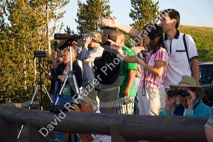 Crowds of tourists view wildlife in Yellowstone National Park, Wyoming.