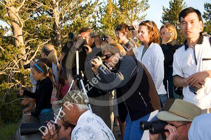 Crowds of tourists viewing wildlife in Yellowstone National Park, Wyoming.