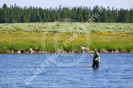 Fly fishing at Last Chance on The Henry's Fork in Idaho.