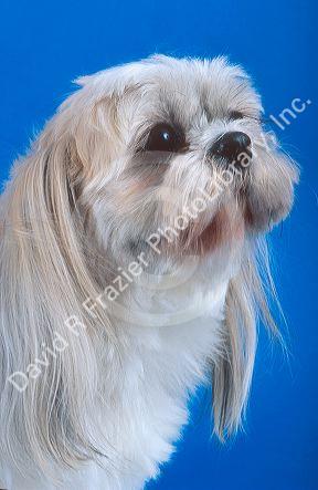 Portrait of a Shih Tzu Poodle mix domestic dog.