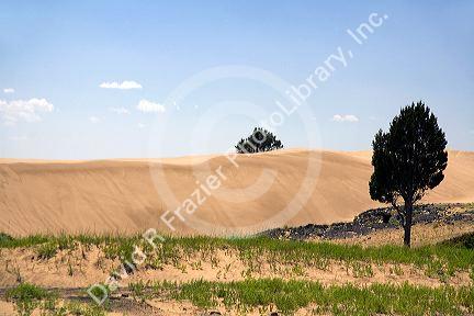 Sand dunes at St. Anthony, Idaho.