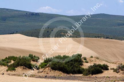 Sand dunes at St. Anthony, Idaho.
