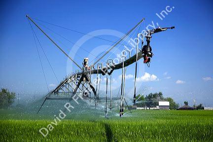 Pivot irrigation of a green wheat field near St. Anthony, Idaho.
