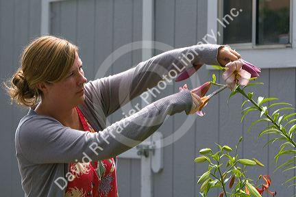 Woman deadheading lilies in the garden, Boise, Idaho. MR
