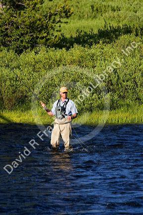 Fly fishing on the Lewis River in Yellowstone National Park, Wyoming.