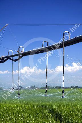 Pivot irrigation of a green wheat field near St. Anthony, Idaho.
