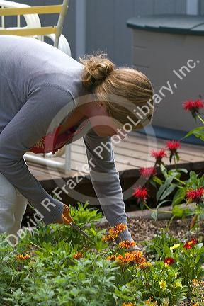 31 year old woman deadheading plants in the garden, Boise, Idaho. MR