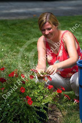 31 year old woman deadheading flowers in the garden, Boise, Idaho. MR
