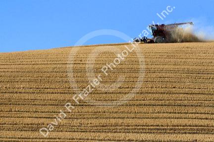 Combine harvesting ripe wheat in Eastern Washington.