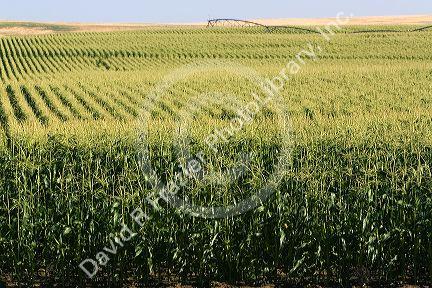 Crop of corn near Pasco, Washington.