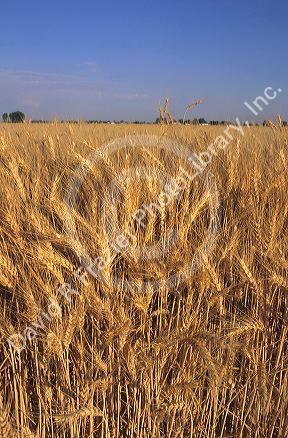 Wheat field in southwest Idaho.
