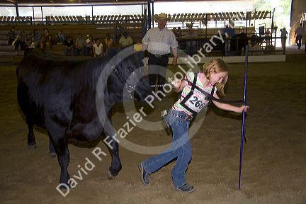 Girl showing a Black Angus Cow she raised to a 4-H judge at the Western Idaho Fair in Boise, Idaho.