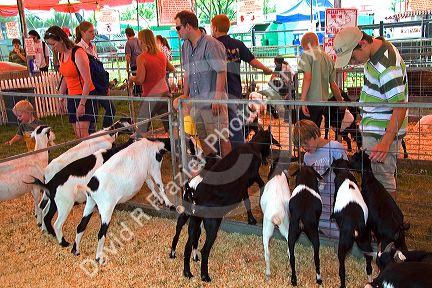 Goats on display at the Western Idaho Fair in Boise, Idaho.