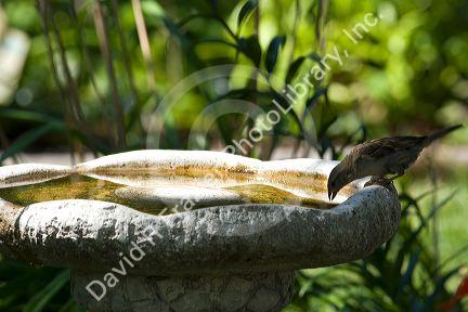 Finch bird drinking water out of a shallow concrete birdbath in Boise, Idaho.