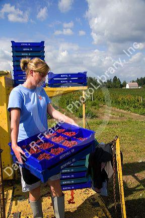 Raspberry harvest on a farm in Whatcom County, Washington.